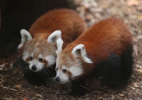 Red Panda Babies Debut At Philadelphia Zoo Names Sought
