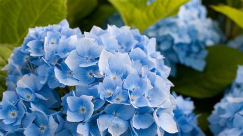 Blue Hydrangea Flower 1920 X 1080 Hdtv 1080p Wallpaper