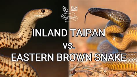 Inland Taipan Vs Eastern Brown Snake Battle Of The Deadly Snakes