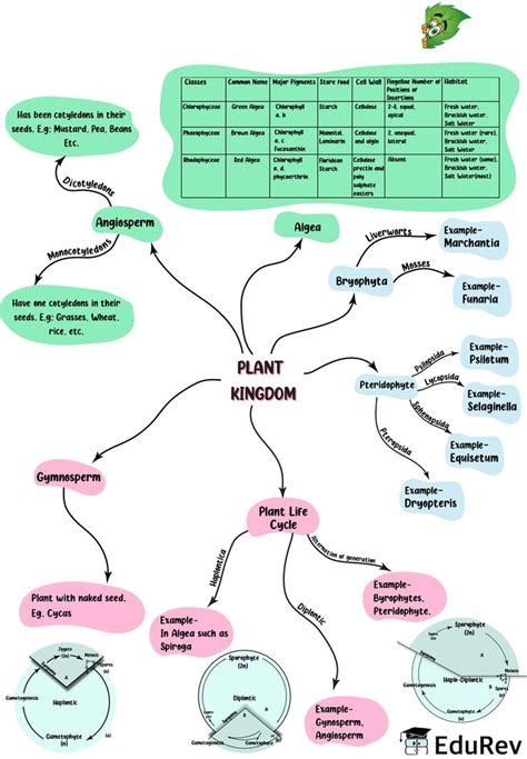 Mindmap Plant Kingdom Notes Study Biology Class 11 Neet In 2022
