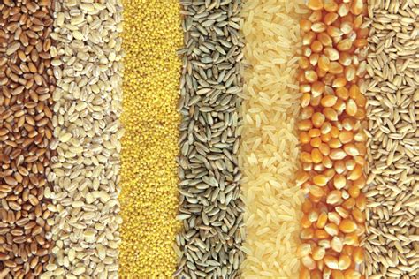 Kazakhstan Grain Harvest Surpasses 22 Million Tonnes 2018 10 22