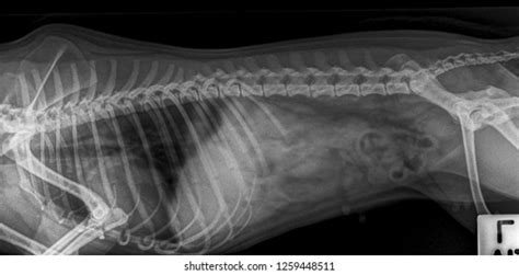 X Ray Abdominal Dog Side View Stock Photo 1259448511 Shutterstock