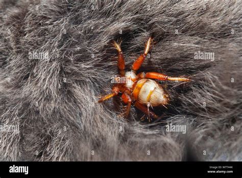 Wingless Bat Fly Diptera Nycteribiidae Penicillidia Sp In The Fur