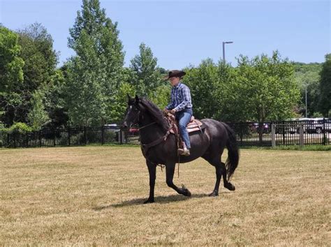 Western Riding Cheval Canadien Horse Association Ontario