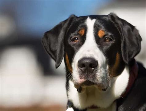 Greater Swiss Mountain Dog Temperament More Puppies