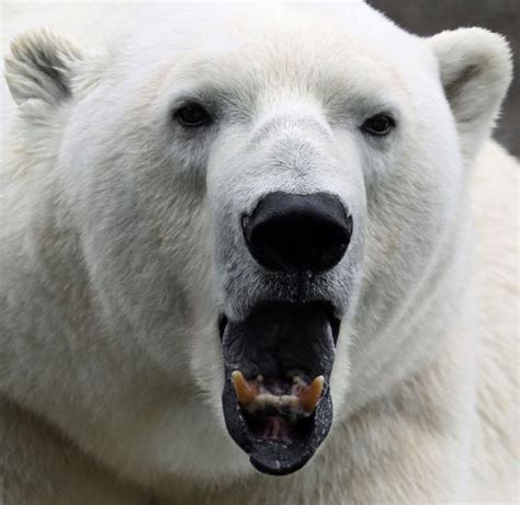 Animal Extreme Close Ups Animal Facts Encyclopedia Polar Bear Facts