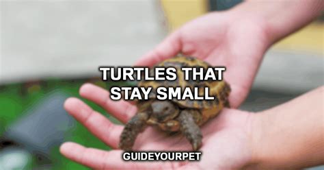 Turtles That Stay Small And Look Cute 2022 Guide