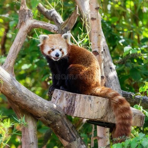 Red Panda Sitting In A Tree Stock Photo Image Of Leaves Endangered