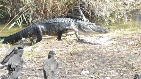 Everglades National Park Crocodiles Alligators Snakes Anhinga