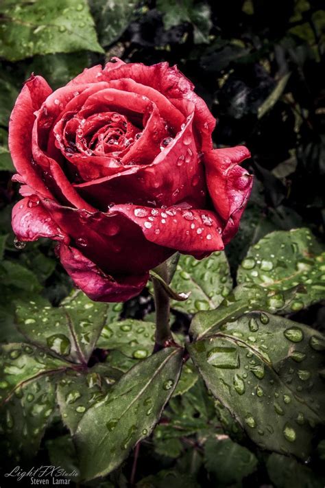 Dew Drop Winter Red Rose Beautiful Flowers Beautiful Roses