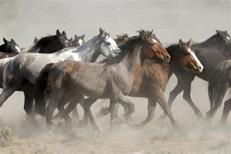 Simply Breathtaking Taming Wild Horses Naturally Features
