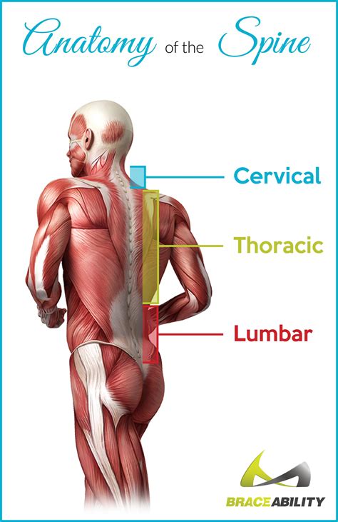 Upper thigh connect to torso. Back Pain in your Thoracic Spine - What is Causing it?