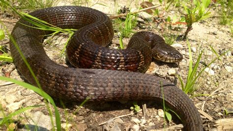 Water Snakes Invading California Threaten Native Species