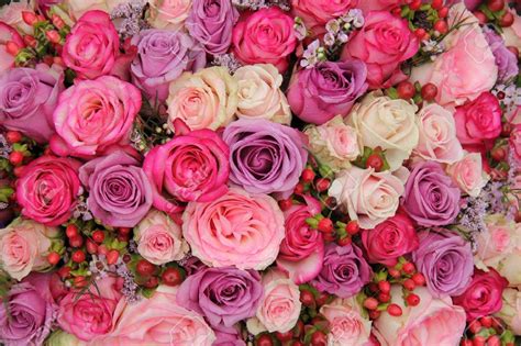 Rosas Japonesas Bonsai 25 Variedades Colores Semillas100 Us 2900 En