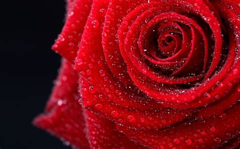 Rose Hd Wallpaper Background Image 2560x1600