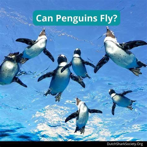 Are There Penguins That Can Fly Dutch Shark Society