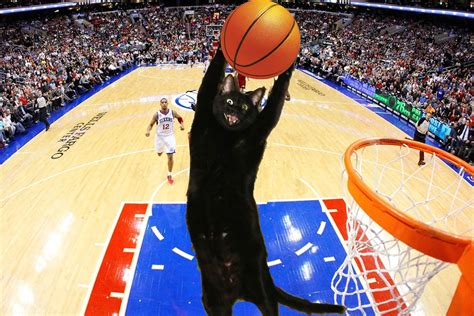 Cats Cat Humor Funny Lol Basketball Wallpapers Hd