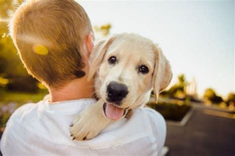 Vas A Adoptar Un Perro Aprende A Prepararte Para La Nueva Mascota
