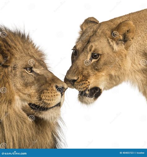 Close Up Of Lion And Lioness Panthera Leo Isolated Stock Image