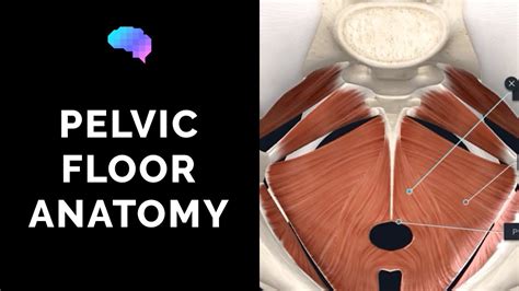 Pelvic Floor Anatomy 3d Anatomy Tutorial Ukmla Cpsa Youtube
