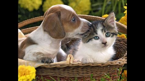 Cute Cats And Dogs Adorable Cats Compilation Youtube