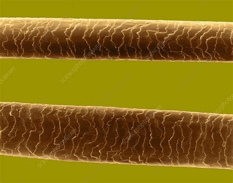 fine human hair sem stock image c032 0007 science photo library