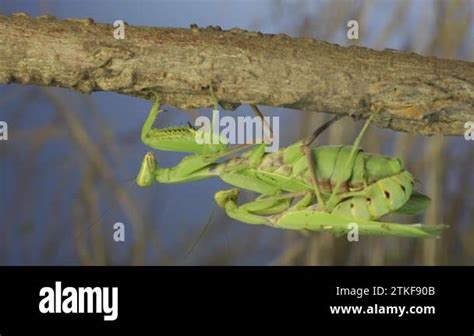 Couple Of Praying Mantis Mating Hanging Under Tree Branch The Mating
