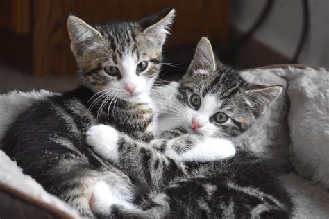 How To Care For Stray Kittens A Guide To Raising Feral Kittens