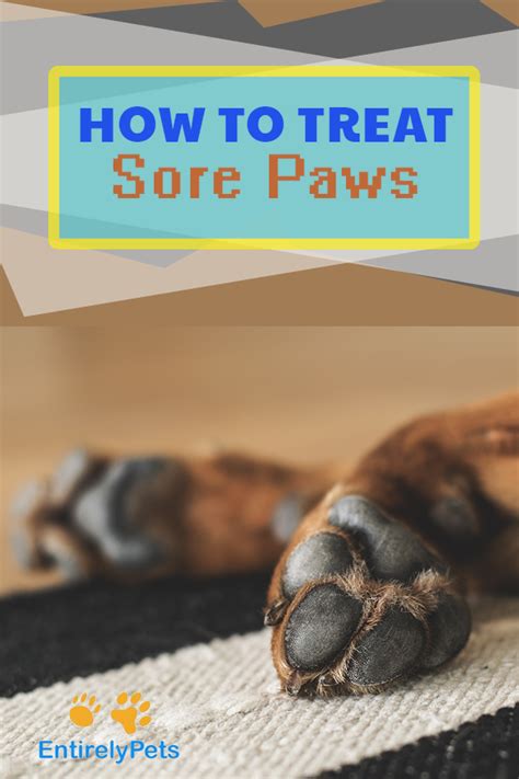 How To Deal With Sores On Canines Legs New Ternds