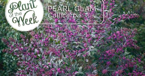 Proven Winners® Colorchoice® Plant Of The Week Plant Of The Week