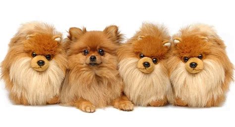 3:27 namewee recommended for you. Teddy Bear Dog Breeds - The Pups That Look Like Cuddly Toys!