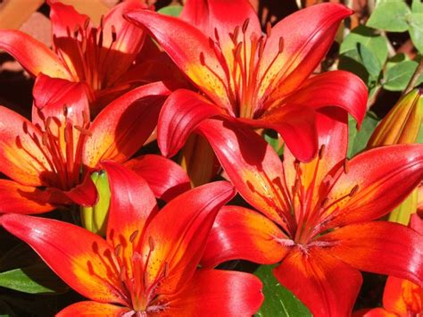 Bright Red Lilies Flower Orange Red Lily Flower Lily Flower Red Lily