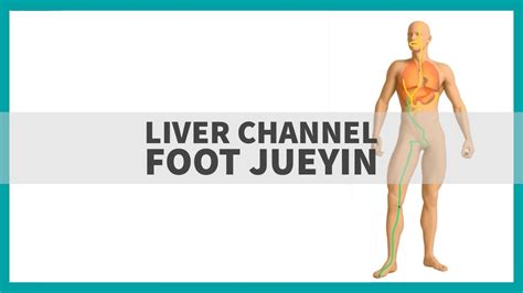 Tcm Anatomy The Liver Channel Of Foot Jueyin Youtube