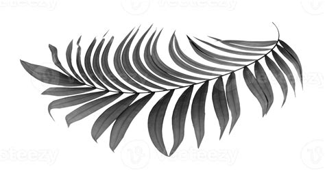 Zwarte Bladeren Van Palmboom Op Transparante Achtergrond Png Bestand