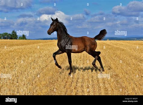 Foal Galloping On A Mown Field Of Stubble Stock Photo Alamy