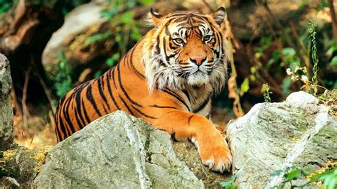 This Is What Studies Say About How Many Subspecies Of Tigers Remain