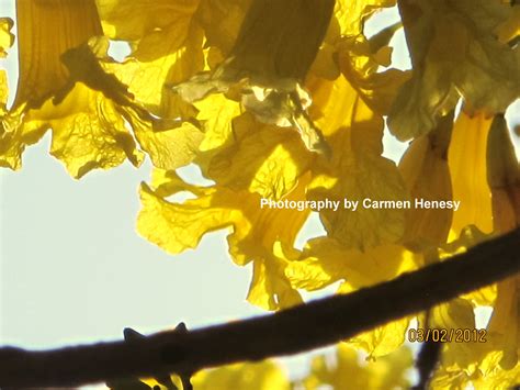 Carmens Chronicles Mellow Yellow Monday 163 Beautiful Yellow