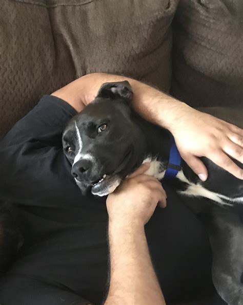 Newly Rescued Pit Bull Hound Pointer Mix Nestled Himself Between Us