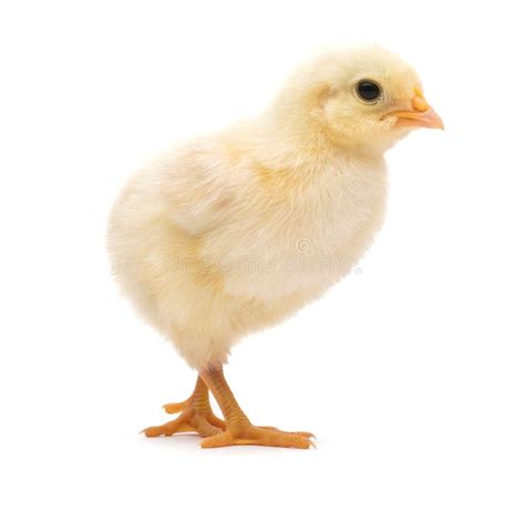 Little Chick Isolated On White Background Stock Image Image Of Chick