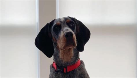 14 Historical Facts About Coonhounds You Might Not Know Pet Reader