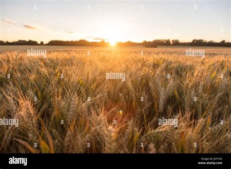 Golden Field Of Barley Crops Growing On Farm At Sunset Or Sunrise Stock