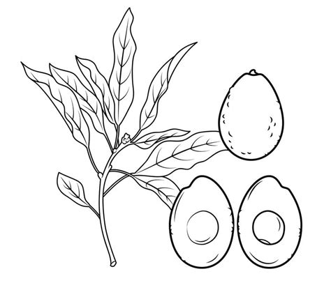 Dibujos para colorear: Aguacate imprimible, gratis, para los niños y