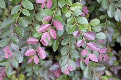 Green but if the flowers are grown properly, they should be a light pink/purple. Plum Loropetalum Plant with Purple and Green Leaves ...