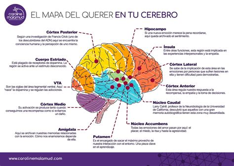 Conoce Las 12 Regiones Implicadas En El Amor Y Su Función Cerebro