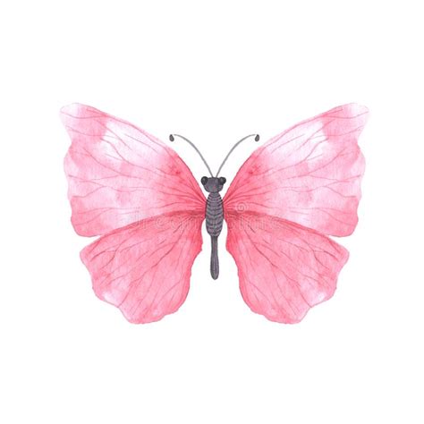 Pink Bright Watercolor Butterfly Stock Illustration Illustration Of