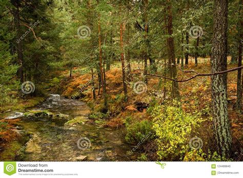 River Among Pine Trees And Ferns In A Beautiful Autumn Landscape Stock