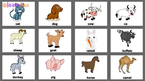 Pet Animals English With Colorful Pictures For Nursery Preschool Kids