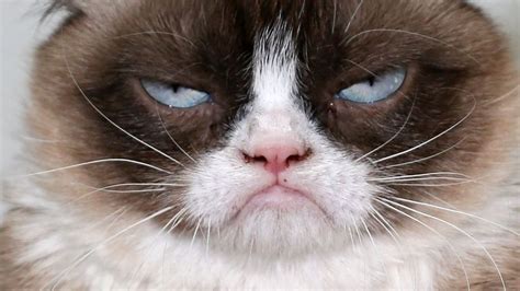 Grumpy Cat Le Chat Le Plus Célèbre Dinternet Est Mort News7