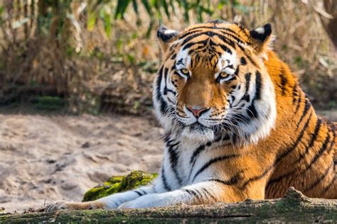 Tiger Foto And Bild Tiere Wildlife Säugetiere Bilder Auf Fotocommunity