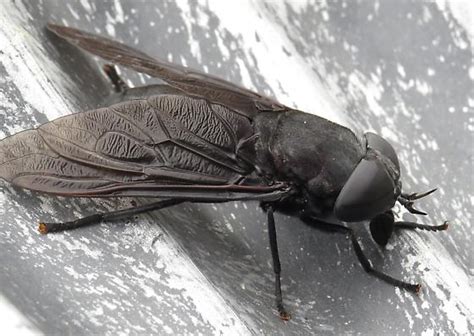 Giant Black Horsefly Tabanus Tabanus Atratus Bugguidenet